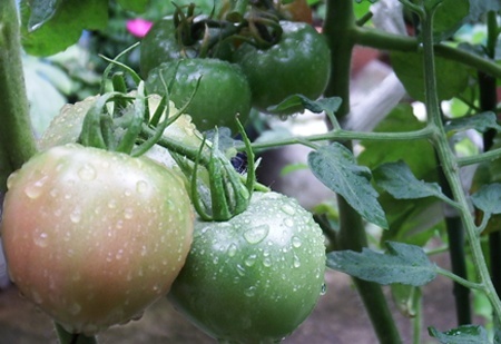 黒い 斑点 トマト ミニ