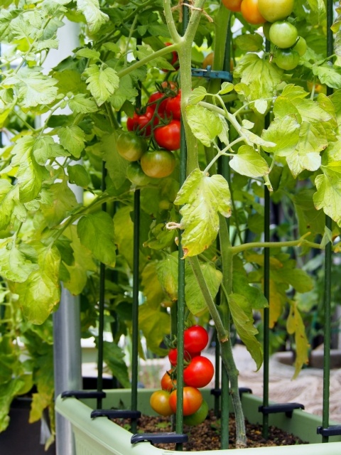 トマトを連作するには｜プランター栽培 | トマトの育て方.com