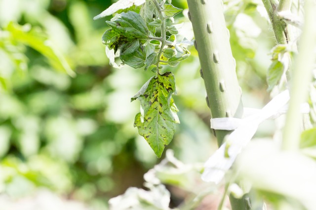 トマト 斑点細菌病 | トマトの育て方.com